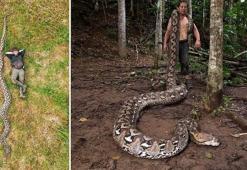 7 metreyi aşan dev yılan bulundu: Uzunluğu dünya rekoru kırdı