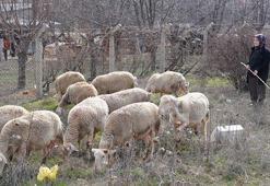 3 koyunla patronluğa yükseliş: Büyük başarı duygusu veriyor