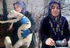 Şehir hayatını terk edip çiftlik kurdu! 'Peynir ilk başta olmuyor, yoğurt tutmuyor ama pes etmedim'