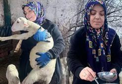 Şehir hayatını terk edip çiftlik kurdu! 'Peynir ilk başta olmuyor, yoğurt tutmuyor ama pes etmedim'