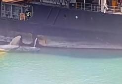 Mersin’de denizi kirleten gemiye 13 milyon 187 bin 913 TL ceza!