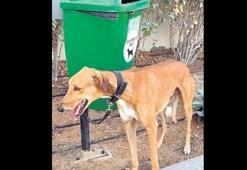 Dubai’den kaçarken ‘can’ları terk ettiler