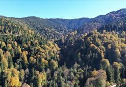 Ormanların bakımı ve gençleştirilmesine geçen yıl 2,3 milyar lira harcandı
