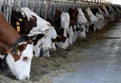 Çorum'da büyükbaş hayvanları uygunsuz koşullarda barındıran işletmeye idari para cezası uygulandı