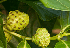 Dut yaprağından şekere doğal çözüm! Yemek yemek akla bile gelmiyor
