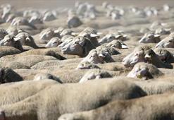 TİGEM, 120 reforme küçükbaş hayvan satacak