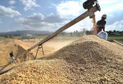 Hububat üretiminde yüksek verim potansiyeli bulunuyor