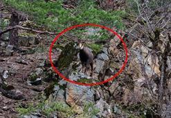 Türkiye’de sadece bir bölgede ortaya çıkıyor! Yükseklerden gelen gizemli misafir