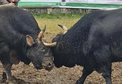 Artvin’de arenaya devler çıkıyor! 800 kiloluk pehlivan boğalar güreşe hazırlanıyor