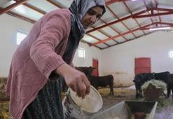 Devlet desteğiyle hayvan sayısını 5 ayda 2'ye katladı: 'Çok mutluyum, kendi işimizi yapıyoruz'