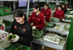 Türkiye'den Rusya'ya sebze ihracatı arttı