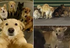 Çin'de filmleri aratmayan kaçış! Zinciri kırıp 17 km koştular: Kaçırılan 7 köpeğin hikâyesi