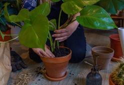 Şık diye alınıyor ama bitki düşmanı! Bütün çiçekleri tek tek solduruyor
