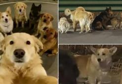 Çin'de filmleri aratmayan kaçış! Zinciri kırıp 17 km koştular: Kaçırılan 7 köpeğin hikâyesi
