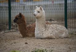 İpsala Sınır Kapısı’nda şaşırtan operasyon: Minibüsten alpaka ve çok sayıda hayvan çıktı
