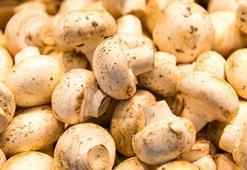 Bahar geldi, risk arttı! Yabani mantar tüketimine dikkat