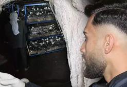 2 bin yıllık tarihi mağarada mantar üretim tesisi kurdu