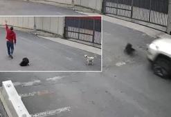 Avcılar'da bir sürücü köpeği ezdi, yoluna devam etti