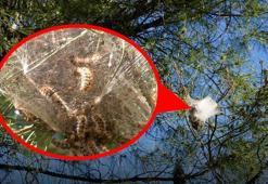 Antalya’da hızla artıyor! Sessiz tehlike ormanlara yayıldı: Uzmanlardan 'dokunmayın' uyarısı