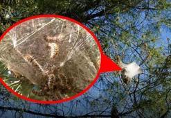 Ormanlarda sessiz tehlike; çam kese tırtılı uyarısı