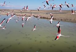 Kayseri’de flamingo şöleni: Hürmetçi ve Sultan Sazlığı’nda binlerce kuş görüntülendi