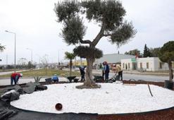 Didim yaza hazırlanıyor