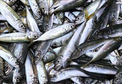 Rize'de istavritin kilogramı 200 liradan satılıyor