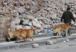 İstanbul Valiliği'nden belediyelere 'sahipsiz köpek' talimatı