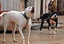 Köpek ısırdı, hayatı değişti! Mahkemeden rekor tazminat