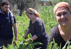 Babasının 5 dönümünde büyüyen servet! 'Kazancı çok yüksek bir ürün'