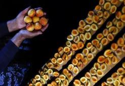 Malatya'dan 66 milyon dolarlık kuru kayısı ihracatı