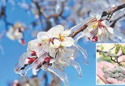 Doğru önlemlerle zirai donu engelle!