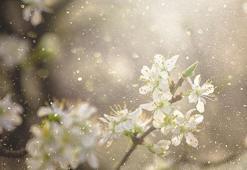 Sadece bir hapşırık mı, yoksa bağışıklık savaşı mı? İşte polen alerjisinin perde arkası