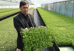 Arkadaş tavsiyesiyle sebze fidesi üretmeye başladı: Yıllık 4 milyon adet satıyor!