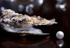 İnsan eli değmiyor: İstiridyeler nasıl inci yapar?