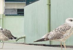 Can dostlara rekor hizmet