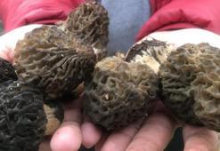 Nadir bulunuyor! Dağlardan toplayıp kilosunu 1.500 TL'den satıyorlar