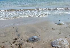 Bir kentte daha! Sahil şeridini istila ettiler: ‘Ciddi alerjik reaksiyonlara neden olabilir’