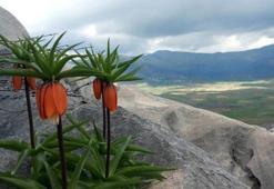 Yöre halkı başında nöbet bekliyor! Tek bir hata 700 bin TL'ye mal oluyor