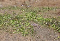 Bakanlıktan, 'biberler hayvanlara yem olarak verildi' iddialarına yanıt