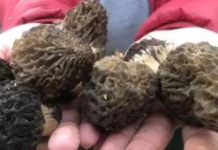 Nadir bulunuyor! Dağlardan toplayıp kilosunu 1.500 TL'den satıyorlar