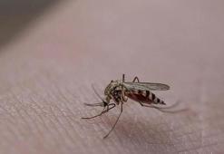 İstanbul Valiliği’nden kritik uyarı! Haşereyle mücadelede yeni dönem başlıyor