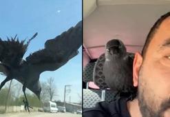 Düzce’de ilginç anlar! Hareket halindeki otomobile konan karga, sürücünün omzuna kadar geldi