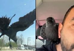 Düzce’de ilginç anlar! Hareket halindeki otomobile konan karga, sürücünün omzuna kadar geldi