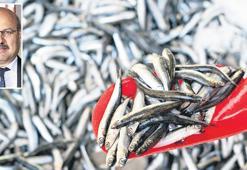 Bereketli geçen balık av sezonu yarın kapanıyor! 280 bin ton hamsi avlandı