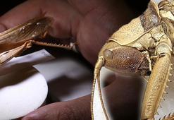 Bilim dünyası şaşkın! 6 yıl süren araştırma herkesi şaşırttı: ‘Sadece Bingöl'e ait’