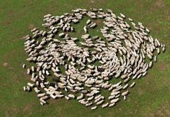 Genç besicilere büyük destek: 100 küçükbaş hayvan temin edilecek