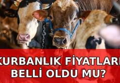 YENİ KURBANLIK FİYATLARI 2026 belli oldu mu? Küçükbaş ve büyükbaş kurbanlık fiyatları ne kadar?