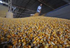 Mısır ithalatında tarife kontenjanı açıldı