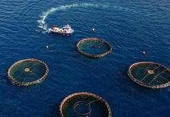 Karadeniz'in su ürünleri ihracatı 85 milyon doları aştı